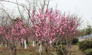 桃树怎么画 桃花树怎么画