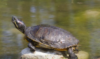 金线龟怎么养 金线龟怎么养出金线