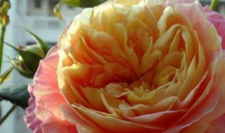 欧月叶子发黄怎么处理 欧月叶子发黄怎么处理好