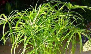 水竹叶子发黄怎么办（水竹叶子发黄怎么办放什么药）