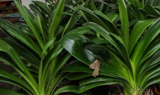 君子兰叶子发黄（君子兰叶子发黄什么原因怎样处理）