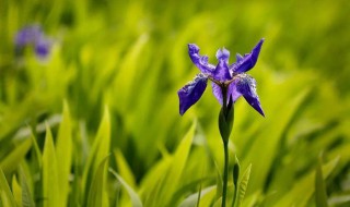 马兰花歌词（马兰花歌词完整版）