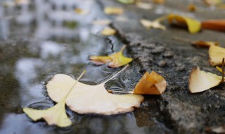 风飘飘雨潇潇下一句是什么 宋词风飘飘雨潇潇下一句是