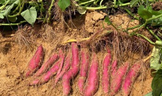 红薯种植技术 玛莎莉红薯种植技术
