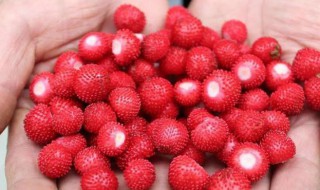 蛇莓可以直接吃吗（桑螵蛸能提高性功能吗）