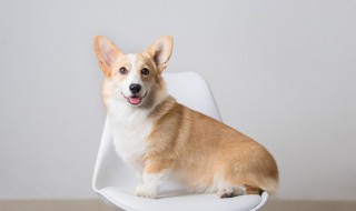 狗可以吃猫粮吗 两个月的小狗可以吃猫粮吗