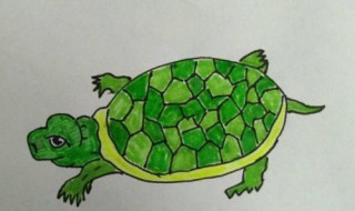 乌龟怎么画 乌龟怎么画霸气又帅气