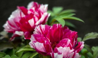 牡丹象征着什么意义（牡丹象征着什么意义呢）