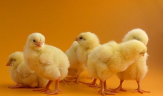 雏鸡的饲养管理技术（雏鸡的饲养管理技术毕业论文）