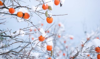 冬天的诗句古诗 冬天的诗句古诗三年级