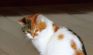 猫咪睡觉时为什么把身体卷成团 猫咪睡觉时为什么将身体卷成团