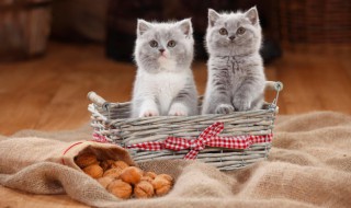 吸猫什么意思（吸猫什么意思?）