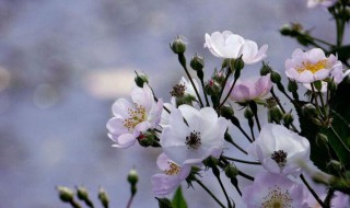 野蔷薇花语（野蔷薇花语象征与寓意是什么）