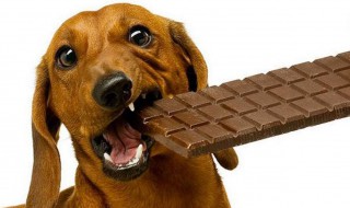 狗吃了巧克力怎么补救（狗吃了巧克力怎么补救视频）