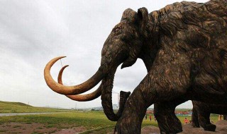 象是哪个民族的生肖 象属于什么动物?