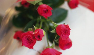 玫瑰花朵数代表的含义 玫瑰花朵数代表的含义一到九十九