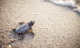 乌龟冬眠是什么现象 乌龟冬眠是什么现象呢