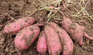 红薯种植 红薯种植技术与管理方法