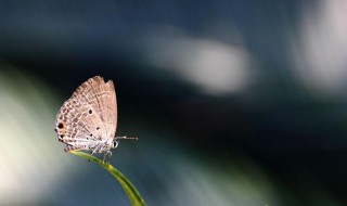 昆虫记句子摘抄并仿写（昆虫记句子摘抄并仿写一段话）