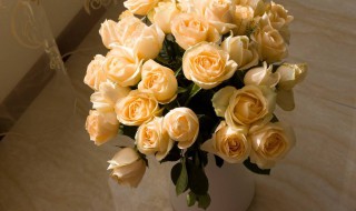 香槟玫瑰的花语是什么（香槟玫瑰的花语是什么意思 寓意）