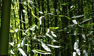 勒竹是什么竹子 勒竹是什么品种的竹子