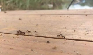 红火蚁是什么 红火蚁是什么毒素类型
