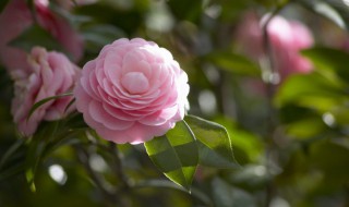 形容花香的成语 形容花香的成语四字成语