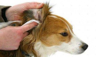 怎么分辨耳螨和耳朵脏 怎么分辨耳螨和耳朵脏有关系