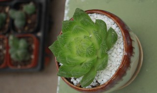 玉露怎么养殖 玉露怎么养殖好