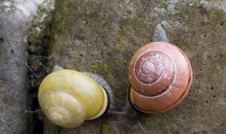 蜗牛怎么养才能养活 蜗牛怎么养才能养活在家里