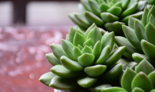 夏天40度怎么养多肉 夏天40度怎么养多肉好