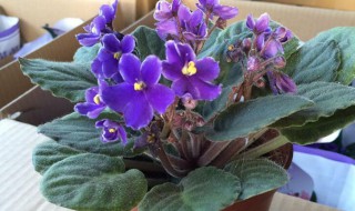 紫罗兰花怎么养 紫罗兰花怎么养家庭养法水培还是土培