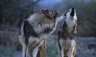 关于狼的电影有哪些（关于狼的电影有哪些(中国现代版）