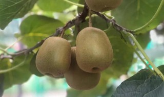 红心猕猴桃功效与作用（红心猕猴桃功效与作用禁忌）