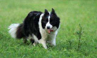 怎样训练边境牧羊犬（怎样训练边境牧羊犬视频）