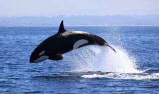 关于虎鲸的资料 关于虎鲸的资料简介