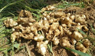 洋姜的营养价值（洋姜的营养价值有哪些）