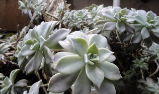 雪莲花的功效与作用及食用方法（雪莲花的功效与作用及食用方法_图片介绍!）