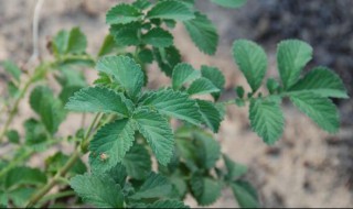 仙鹤草的功效与作用及食用方法 仙鹤草的功效与作用及食用方法图片