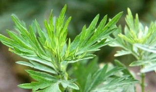 艾叶的功效与作用及食用方法 艾叶的功效与作用及用法禁忌