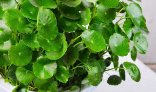 金钱草的功效与作用及食用方法 红金钱草的功效与作用及食用方法