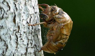 蝉蜕的功效与作用及食用方法 蝉蜕的功效与作用及食用方法分别是什么?