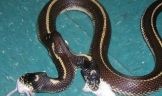 关于蛇的恐怖电影 关于蛇的恐怖电影国产