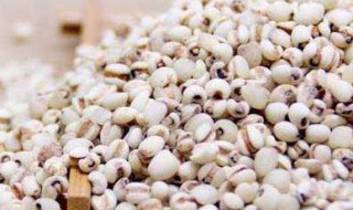 意仁的功效与作用（意仁的功效与作用与主治）