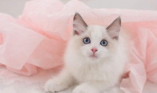 宠物昵称（宠物昵称可爱）