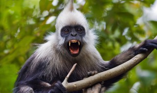 世界上最大的猴子是 世界上最大的猴子是什么猴子?