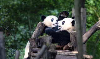 为什么大熊猫不是熊猫 为什么大熊猫不是猫科