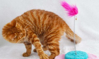 小猫的玩具怎么选（猫猫的玩具,那样最好）