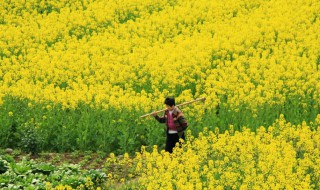 油菜花怎么做好吃 油菜花怎么做好吃家常菜