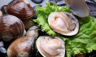 大贝壳怎么做好吃 大贝壳怎么做好吃怎样清除内脏